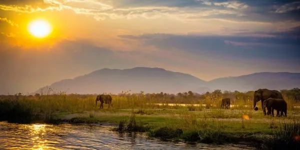 zambia_safari-600x300